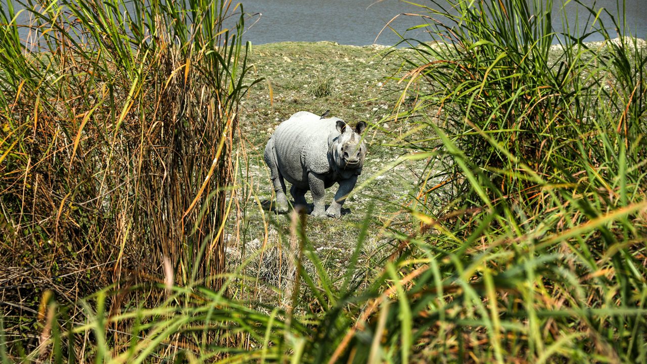 kaziranga-national-park-tezpur-assam-1-attr-hero
