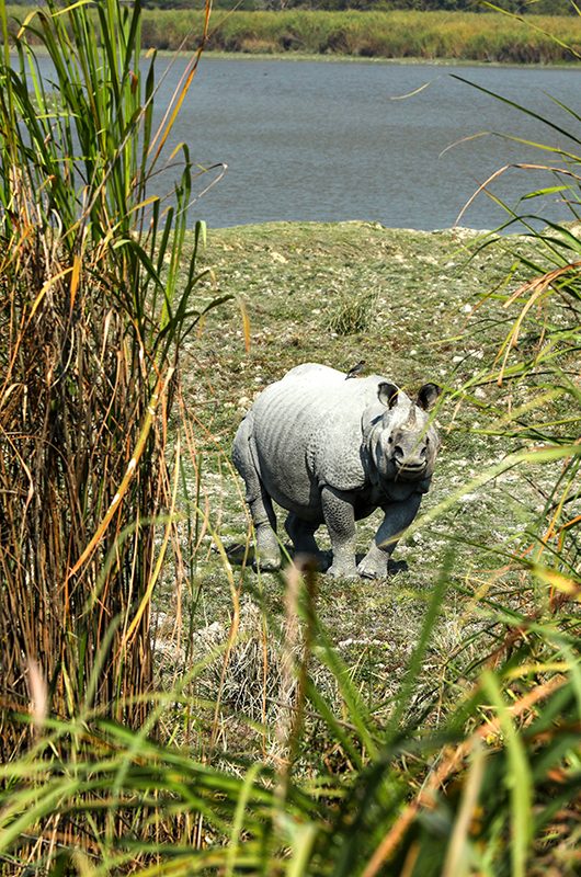 kaziranga-national-park-tezpur-assam-1-attr-nearby