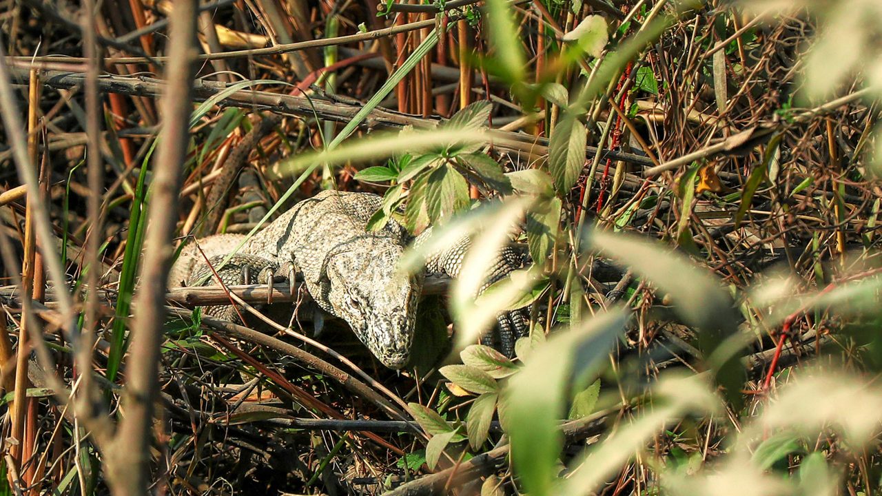 kaziranga-national-park-tezpur-assam-3-attr-hero