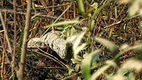 kaziranga-national-park-tezpur-assam-3-attr-hero