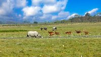 kaziranga-national-park-tezpur-assam-4-attr-hero