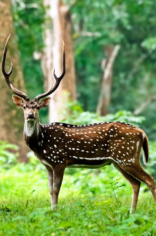 Spotted Deer in Wayanad,Kerala,India.