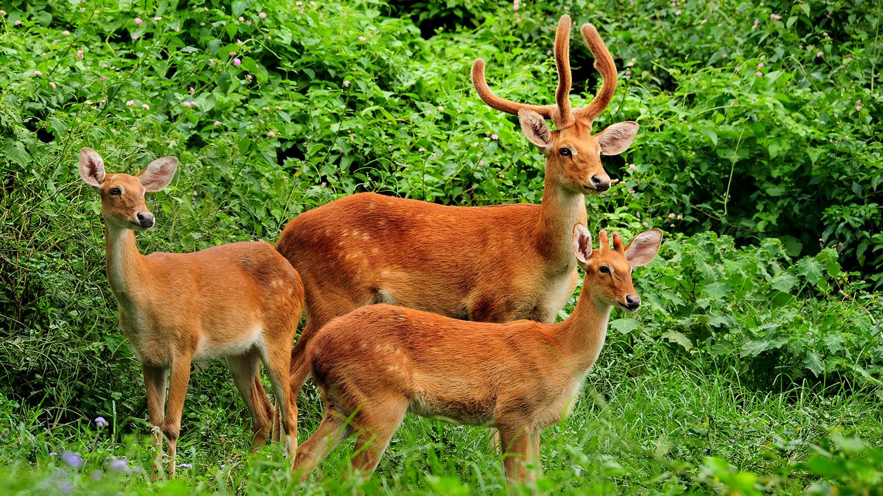 keibul-lamjao-national-park-imphal-manipur-2-attr-hero