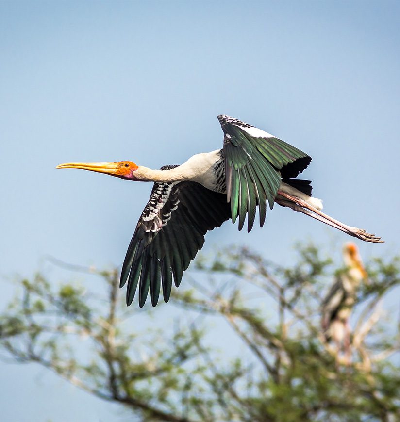 Keoladeo National Park, Bharatpur