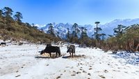 Phedang view point at Kanchenjunga National Park, Sikkim, India.