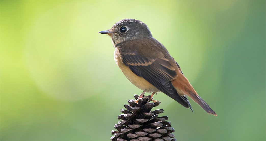 The ferruginous flycatcher (Muscicapa ferruginea) is a species of bird in the family Muscicapidae.