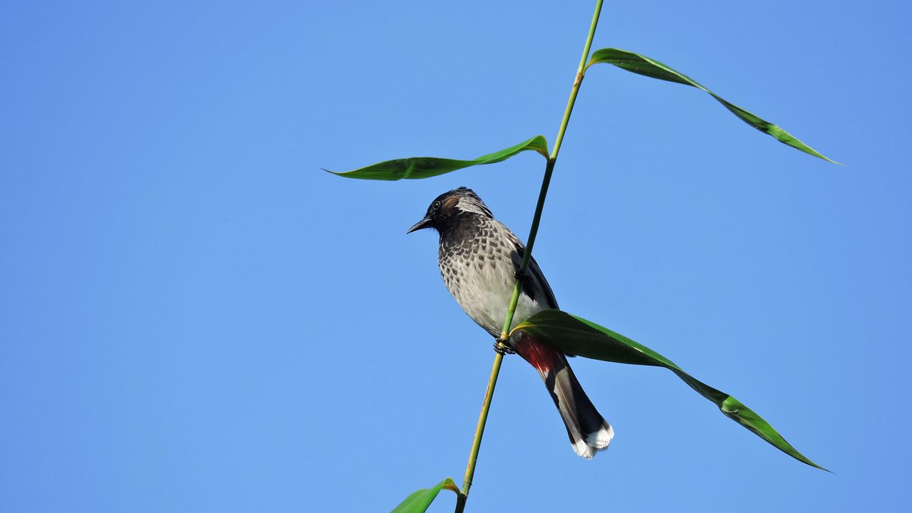 khawnglung-wildlife-sanctuary-lunglei-mizoram-3-attr-hero