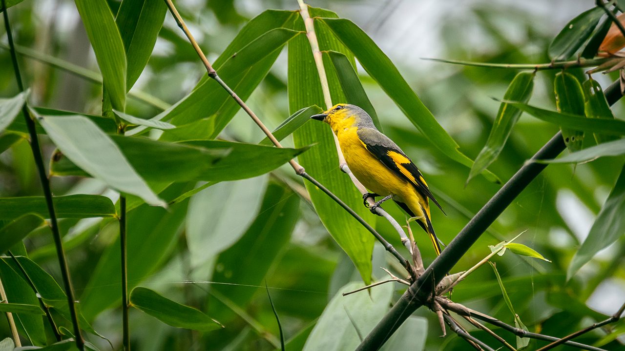 kitam-bird-sanctuary-sikkim-rural-hero