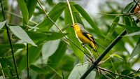 kitam-bird-sanctuary-sikkim-rural-hero