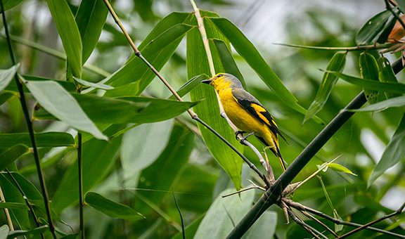 kitam-bird-sanctuary-sikkim-rural-wonders