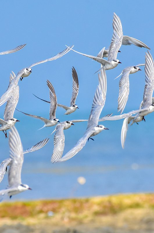 koonthankulam-bird-sanctuary-kanyakumari-tamil-nadu-1-new-attr-nearby