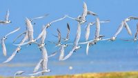 koonthankulam-bird-sanctuary-kanyakumari-tamil-nadu-2-new-hero.jpg