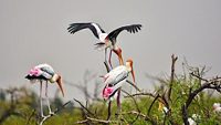 "Painted Storks of Koonthankulam Bird Sanctuary, Nanguneri Taluk, Tirunelveli District, Tamilnadu, South India - 24th February 2020"