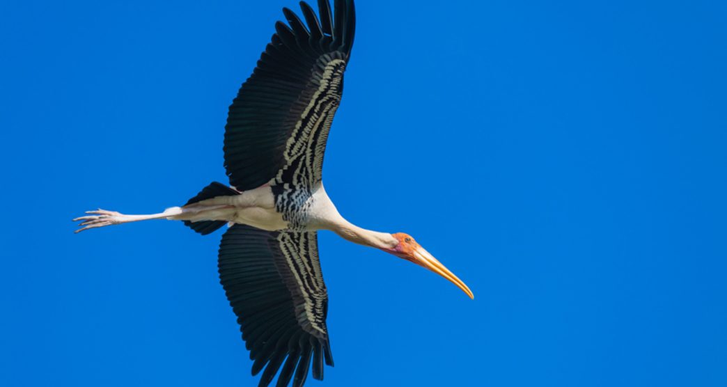 Koonthankulam Bird Sanctuary