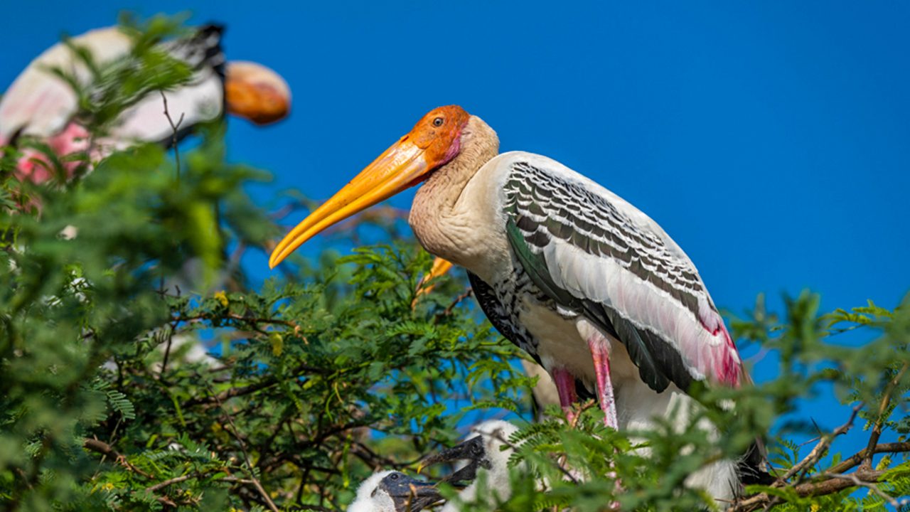 koonthankulam-bird-sanctuary