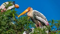 koonthankulam-bird-sanctuary