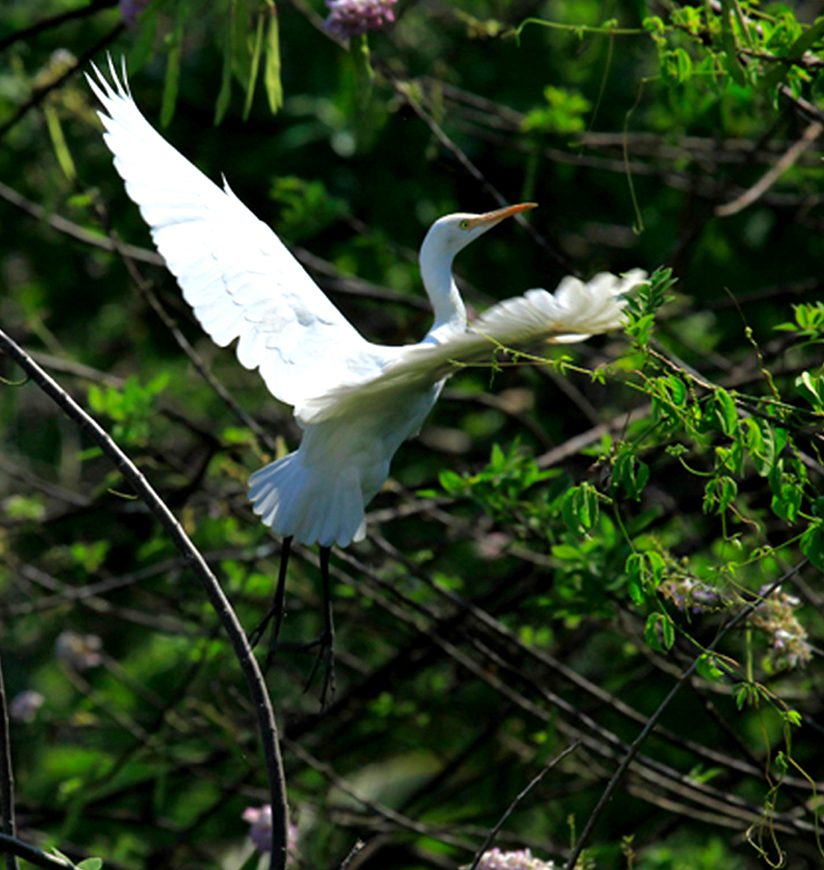 kumarakom-bird-sanctuary