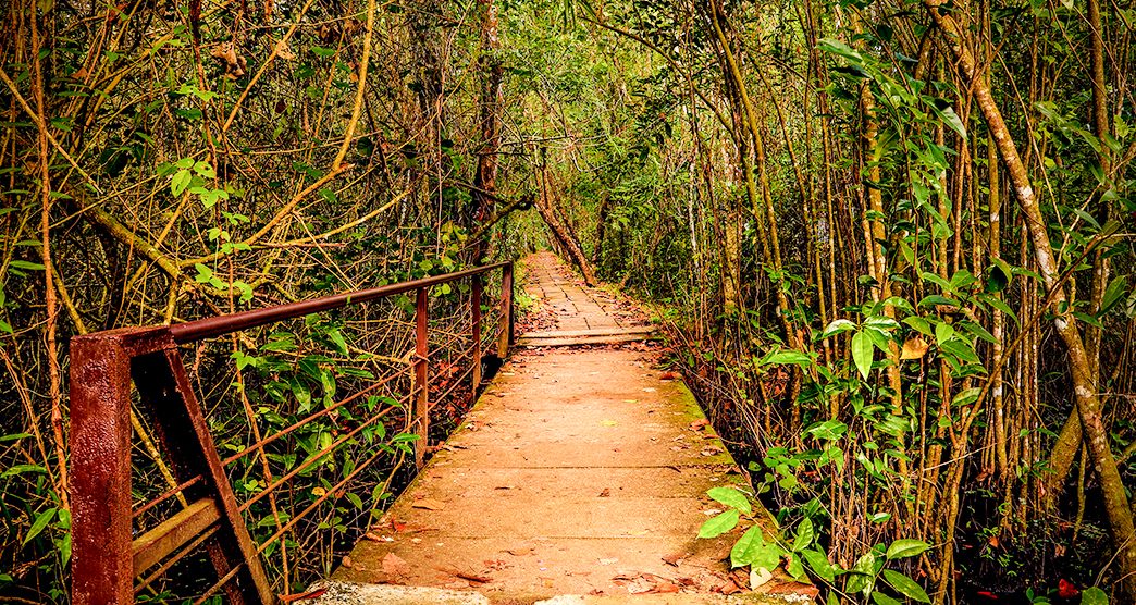 Kumarakom-Bird-Sanctuary