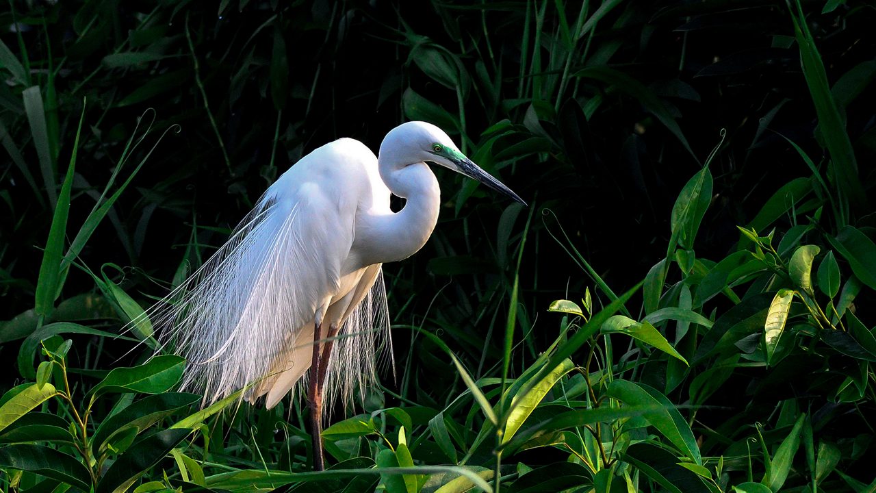 kumarakom-bird-sanctuary-kumarakom-kerala-5-attr-hero