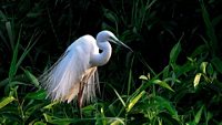 kumarakom-bird-sanctuary-kumarakom-kerala-5-attr-hero