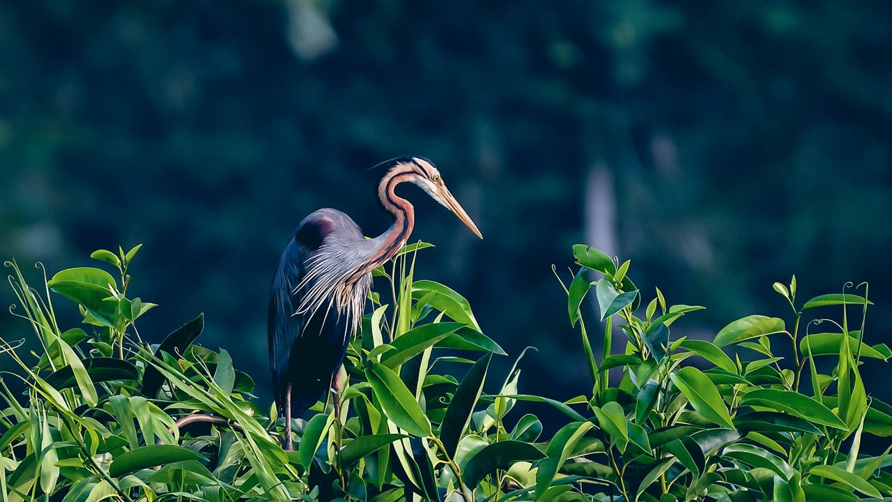 kumarakom-bird-sanctuary-kumarakom-kerala-6-attr-hero