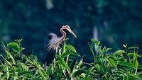 kumarakom-bird-sanctuary-kumarakom-kerala-6-attr-hero