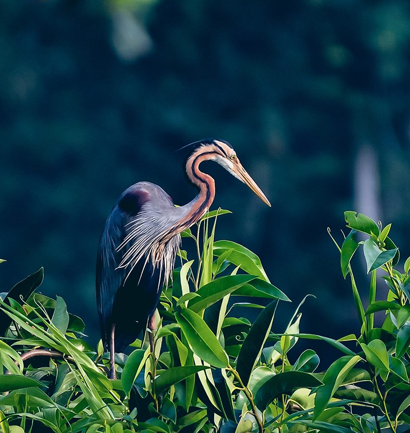 kumarakom-bird-sanctuary-kumarakom-kerala-city-ff