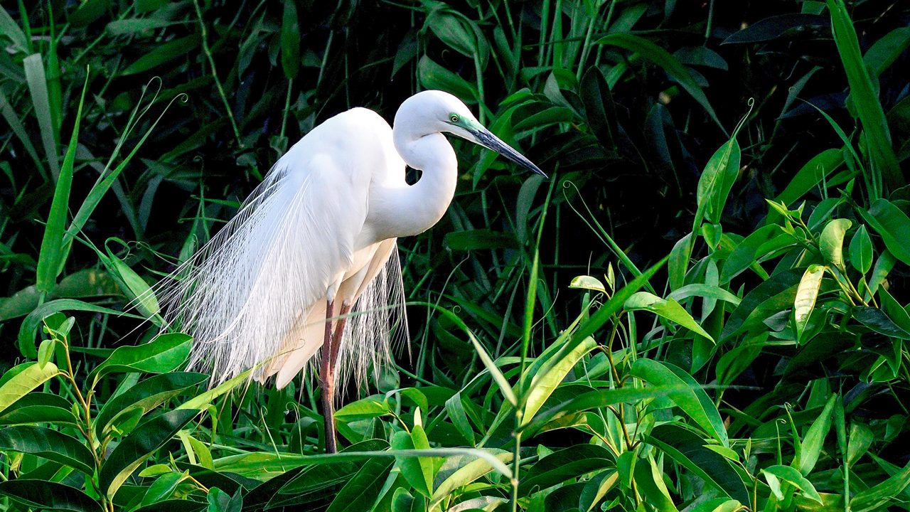 1-kumarakom-bird-sanctuary-kumarakom-kerala-attr-hero