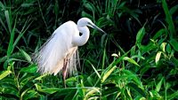 1-kumarakom-bird-sanctuary-kumarakom-kerala-attr-hero