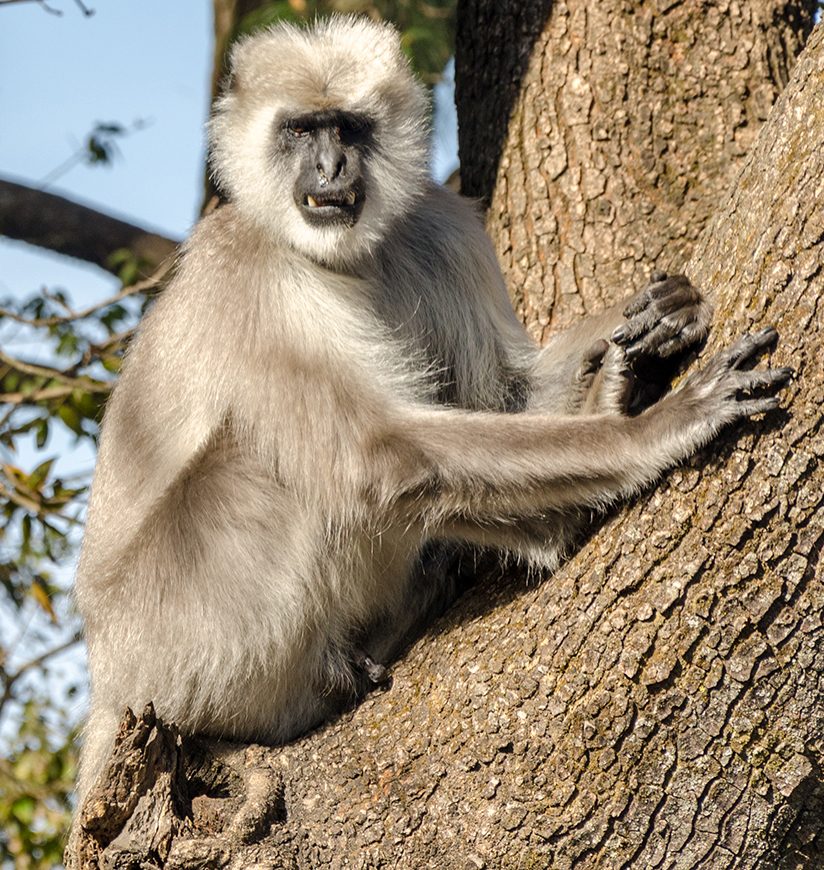 India Himachal Pradesh Kasauli Near Shimla Hanuman Mandir January 2017 Gray Langur  