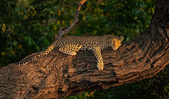 Close-up of leopard lying on sunlit trunk