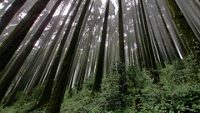 Pine forest from Lepchajagat North Bengal India 