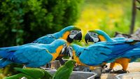 macaw-chandigarh-parrot-bird-sanctuary