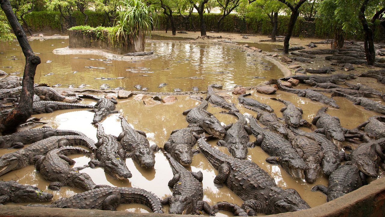 madras-crocodile-bank-trust-chennai-tamil-nadu-1-attr-hero