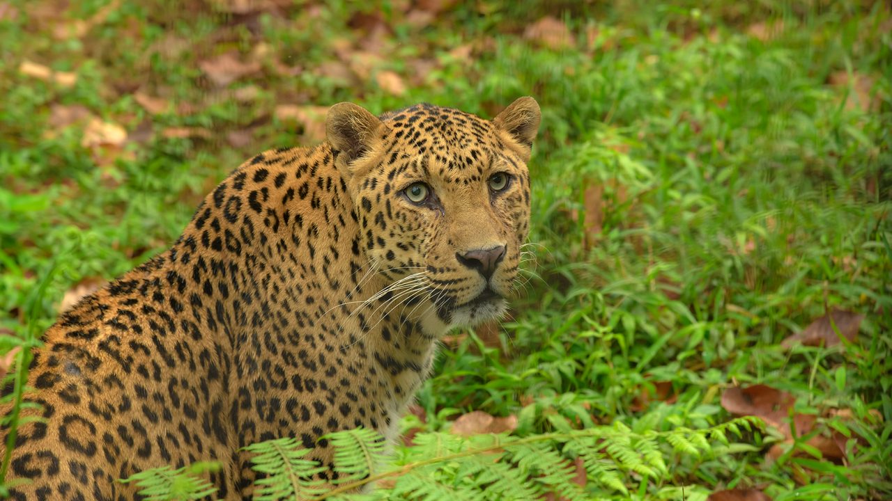 mahananda-wildlife-sanctuary-siliguri-1-attr-hero