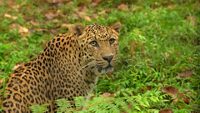 mahananda-wildlife-sanctuary-siliguri-1-attr-hero