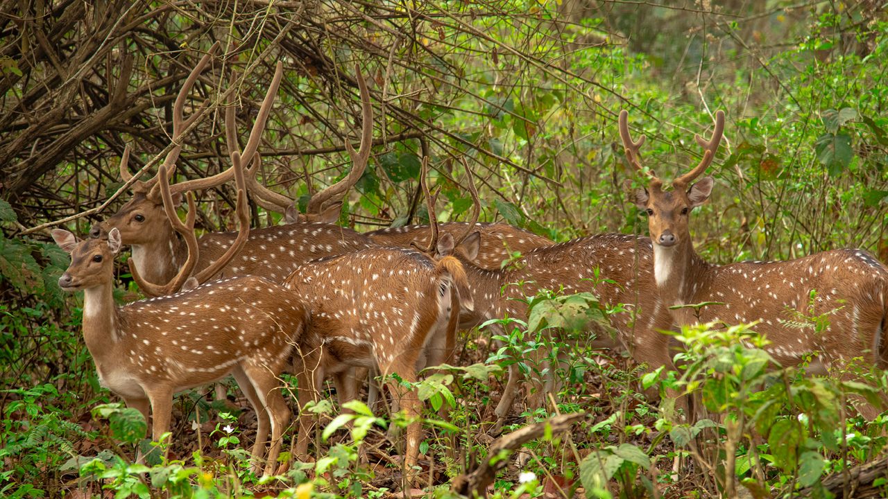 mahananda-siliguri-attr-hero-1