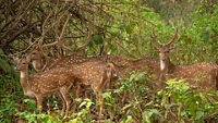 mahananda-wildlife-sanctuary-siliguri2-attr-hero