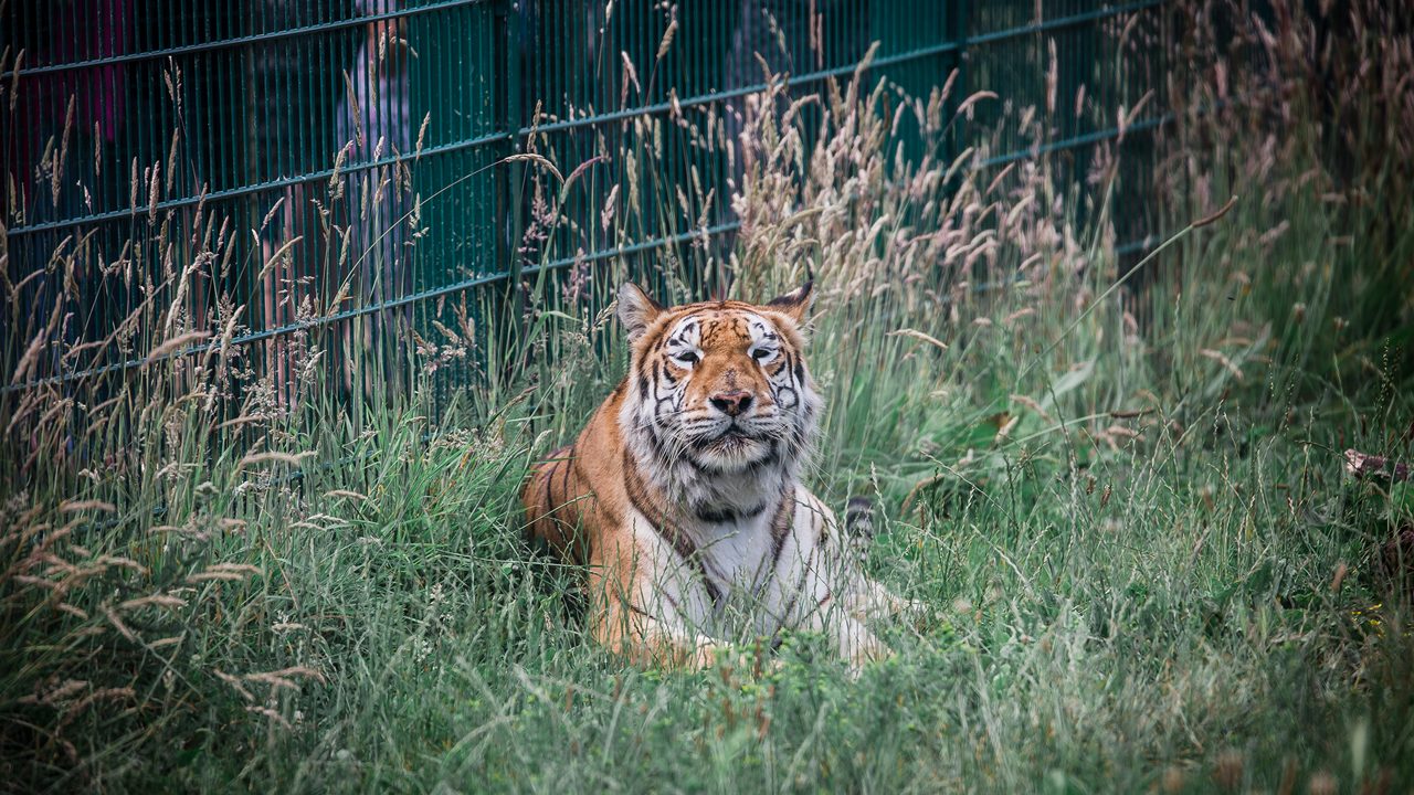 A beautiful shot of a tiger in a cage i