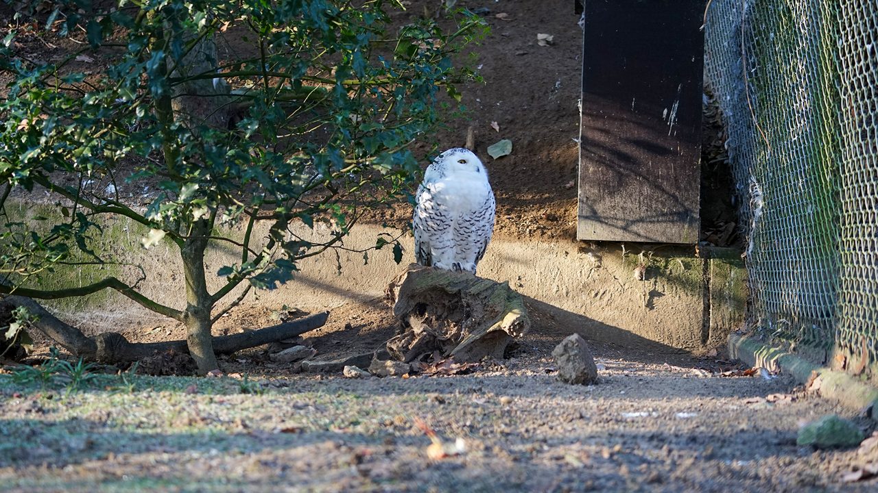 bird in the zoo