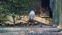 bird in the zoo