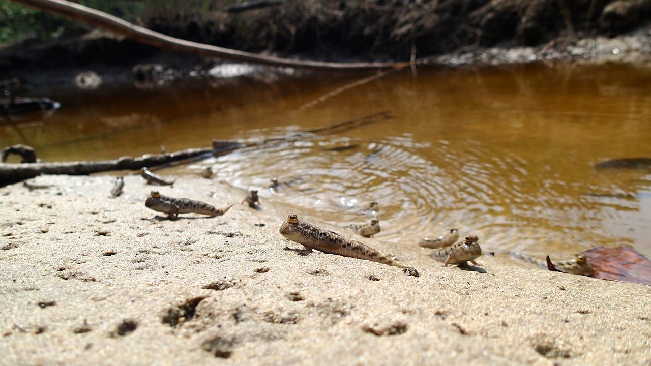 Mudskippers at Mahatma Gandhi Marine National Park (Andaman island)