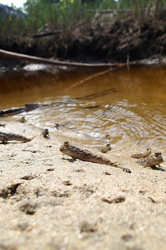 Mudskippers at Mahatma Gandhi Marine National Park (Andaman island)