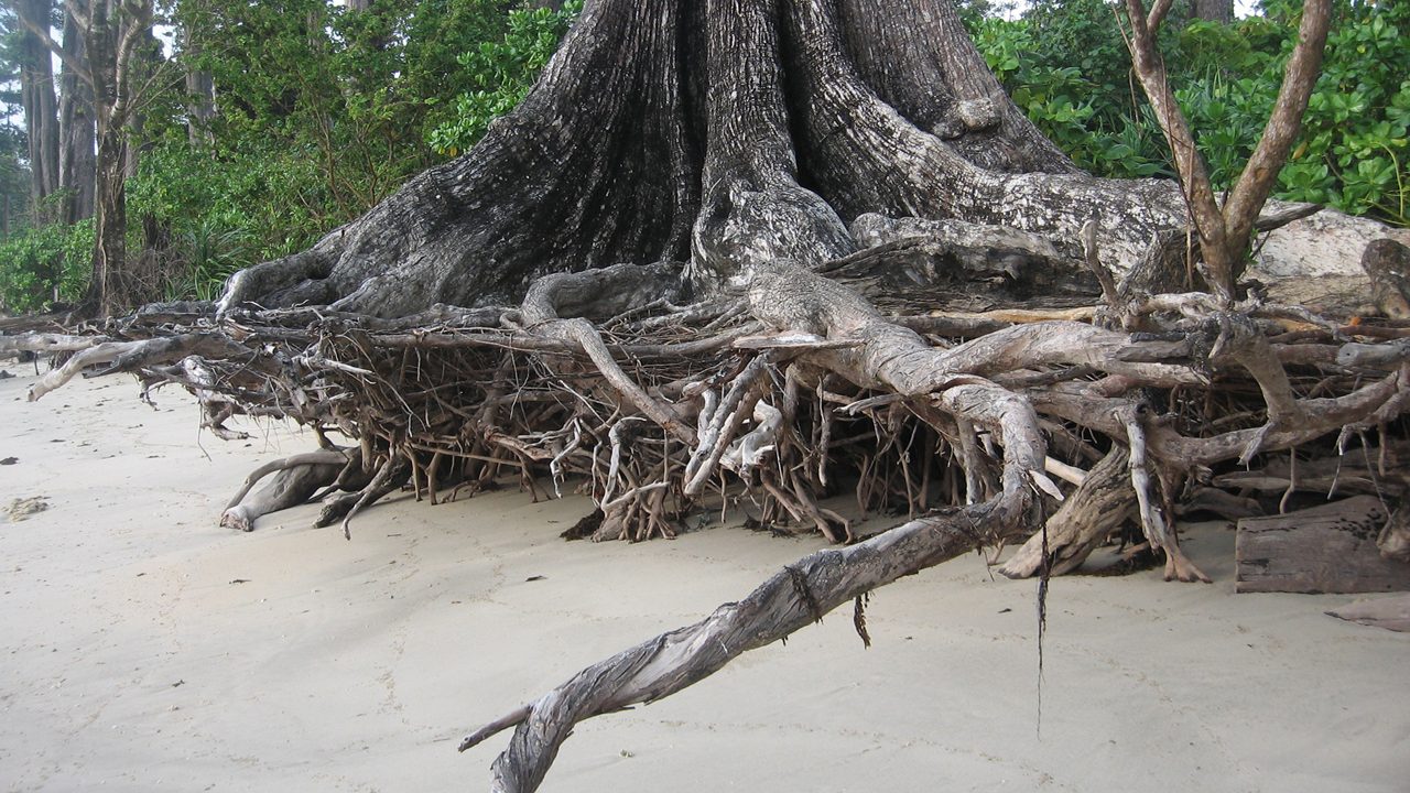 Disturbances in nature/deforestation (soil erosion due to tsunami),Mahatma Gandhi marine national park, Anadaman Island.