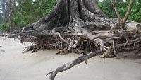 Disturbances in nature/deforestation (soil erosion due to tsunami),Mahatma Gandhi marine national park, Anadaman Island.