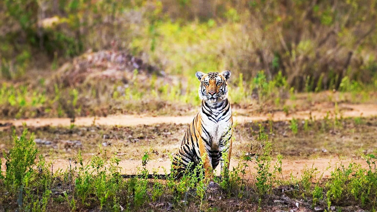 Royal Bengal tiger in Manas national park. Manas National park is located in Western Assam in India, Which is also a tiger and elephant reserve.