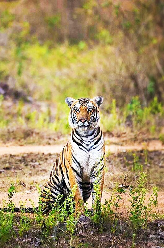 Royal Bengal tiger in Manas national park. Manas National park is located in Western Assam in India, Which is also a tiger and elephant reserve.