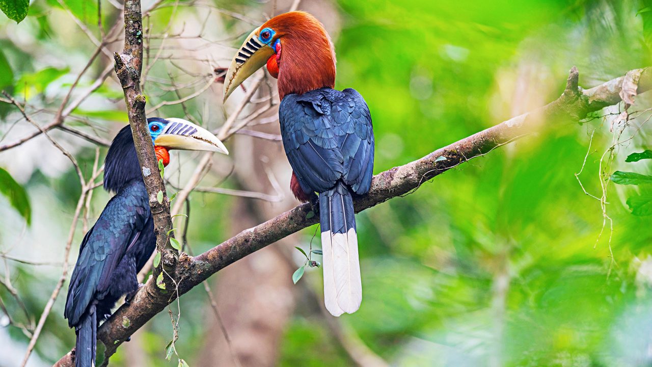 Manas National Park, Assam, India. Rufous-necked hornbill, Aceros nipalensis, Vulnerable with Population decreasing
