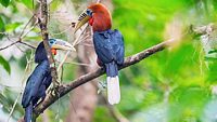 Manas National Park, Assam, India. Rufous-necked hornbill, Aceros nipalensis, Vulnerable with Population decreasing