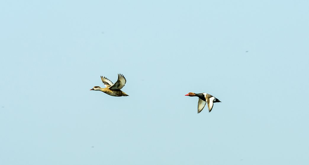 Follow the leader. Flock of two Red crested pochard Aythyinae birds flying together as a group in blue sky. Mangalavanam Bird Sanctuary Kerala. Its a paradise for avian life. Shot from below.